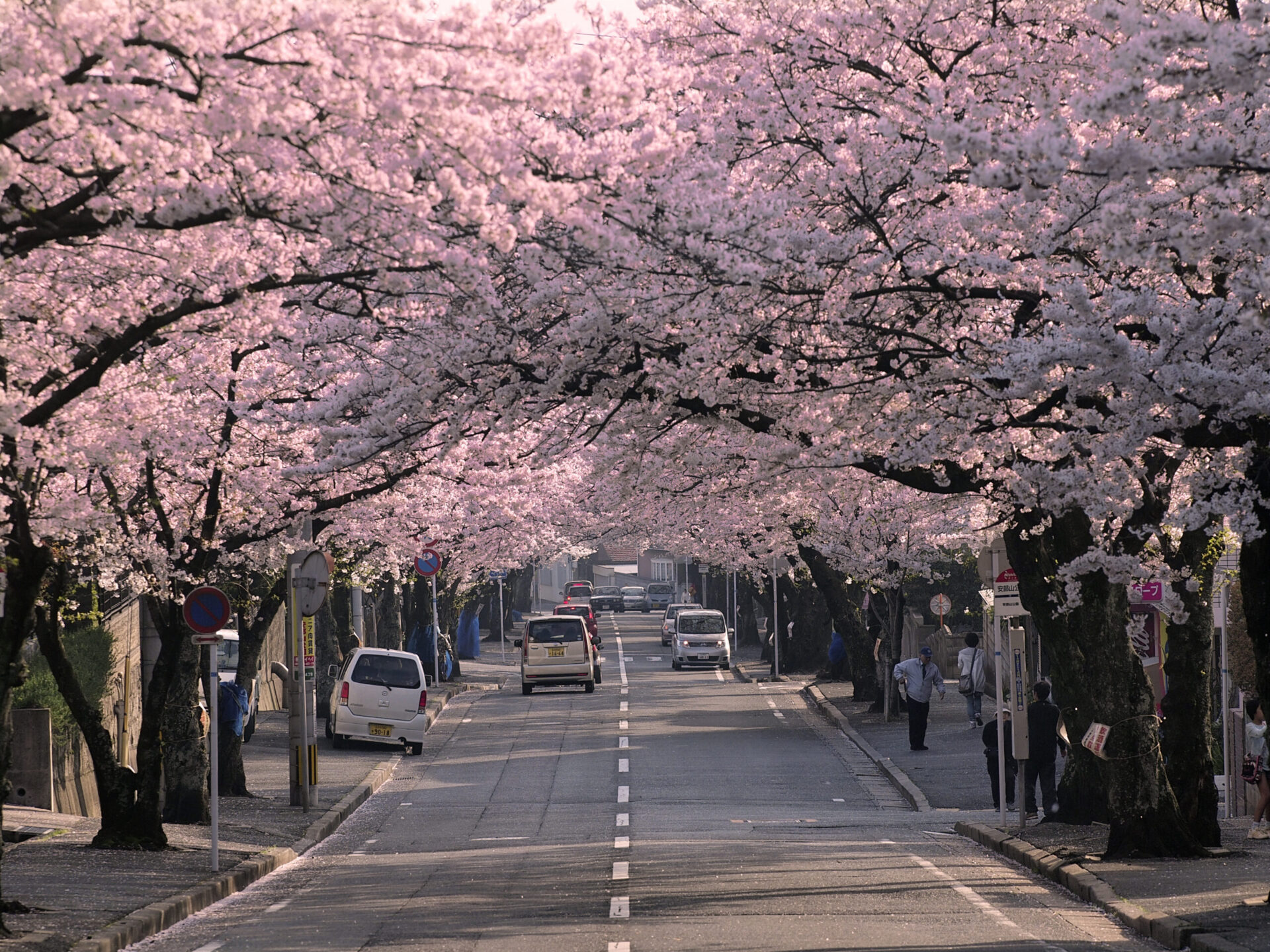 まるで桜坂のような安部山公園に向かう桜並木。